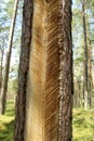 Pine trunk with incisions, resin collection Lithuania, Aukstaitija national park Royalty Free Stock Photo