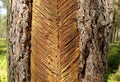 Pine trunk with incisions, resin collection Lithuania, Aukstaitija national park Royalty Free Stock Photo