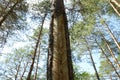 Pine trunk with incisions, resin collection Lithuania, Aukstaitija national park Royalty Free Stock Photo