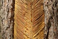 Pine trunk with incisions, resin collection Lithuania, Aukstaitija national park Royalty Free Stock Photo