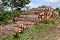 pine trunks cut and piled, forestry work concept