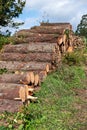 pine trunks cut and stacked, forestry work concept