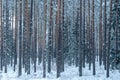 pine trunks in the forest covered with frost and snow