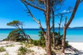 Pine trunks by the sea in Alghero Royalty Free Stock Photo