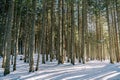 Pine trunks in a snowy coniferous forest