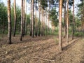 Pine trunks on a sunny morning in the