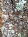 Pine trunks up close, perfect for the background