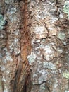 Pine trunks up close, perfect for the background