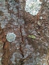 Pine trunks up close, perfect for the background