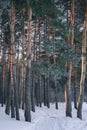 pine trunks in the winter forest Royalty Free Stock Photo