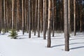 Pine trunks in winter forest edge