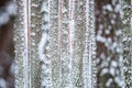 Pine trunks in winter Royalty Free Stock Photo