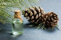 Pine turpentine essential oil in glass bottle Royalty Free Stock Photo