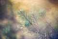 Pine twig closeup. Sun bokeh of nature detail. Macro image for wild nature background Royalty Free Stock Photo