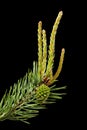 Pine twig with cone and buds Royalty Free Stock Photo