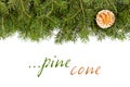 Pine twig with golden cone