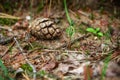 Pine twig growing from seed in front of pinecone lying on ground with green grass and pine needles