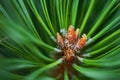 Pine twig, macro photo. Royalty Free Stock Photo