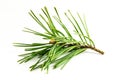 A pine twig macro shot on a white background Royalty Free Stock Photo