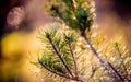 Pine twig, Nature detail. Beautiful macro bokeh of green pant and soft light. Swirly manual lens bokeh.