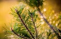 Pine twig,  Nature detail. Beautiful macro bokeh of green pant and soft light.  Swirly manual lens bokeh. Royalty Free Stock Photo