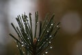 Pine twig after rain. Water droplets on long pine needles. Royalty Free Stock Photo