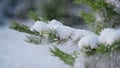 Pine twigs covered snow close up. Snowbound spruce branch shaking off snowflakes