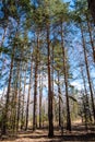 Pine with two trunks Royalty Free Stock Photo