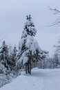 Pine under the snow. A tree under the snow. Coniferous tree under the snow. Winter