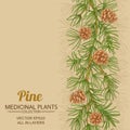 Pine vector background