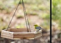 Pine Warbler bird on hanging platform bird feeder