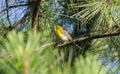 Pine Warbler bird in Loblolly Pine Tree, Georgia USA Royalty Free Stock Photo