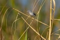 Pine Warbler Perching