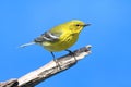 Pine Warbler (Dendroica Setophaga pinus) Royalty Free Stock Photo