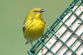 Pine Warbler (Dendroica Setophaga pinus) Royalty Free Stock Photo