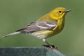 Pine Warbler (Dendroica Setophaga pinus) Royalty Free Stock Photo