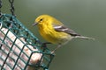 Pine Warbler (Dendroica Setophaga pinus) Royalty Free Stock Photo