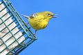 Pine Warbler (Dendroica Setophaga pinus)