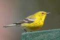 Pine Warbler (Dendroica Setophaga pinus)