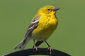 Pine Warbler (Dendroica Setophaga pinus) Royalty Free Stock Photo