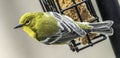 Pine Warbler on Feeder, North Carolina