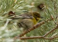 Pine Warbler hiding in a Pondarosa Pine Tree