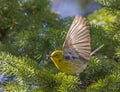 Pine Warbler Royalty Free Stock Photo