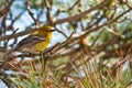 Pine Warbler Royalty Free Stock Photo