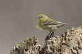 Adult male Pine Warbler Royalty Free Stock Photo