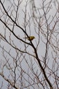 Pine Warbler (Setophaga pinus) perched on bare tree branch Royalty Free Stock Photo