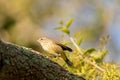 Pine Warbler Setophaga pinus perches in a tree Royalty Free Stock Photo