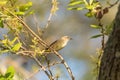 Pine Warbler Setophaga pinus perches in a tree Royalty Free Stock Photo