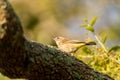 Pine Warbler Setophaga pinus perches in a tree Royalty Free Stock Photo