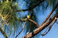 Pine Warbler Setophaga pinus perches in a tree Royalty Free Stock Photo